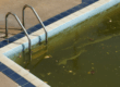 Piscina con el agua verde sucia